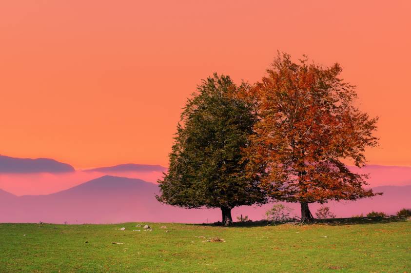 2 arbres comme un couple au soleil levant