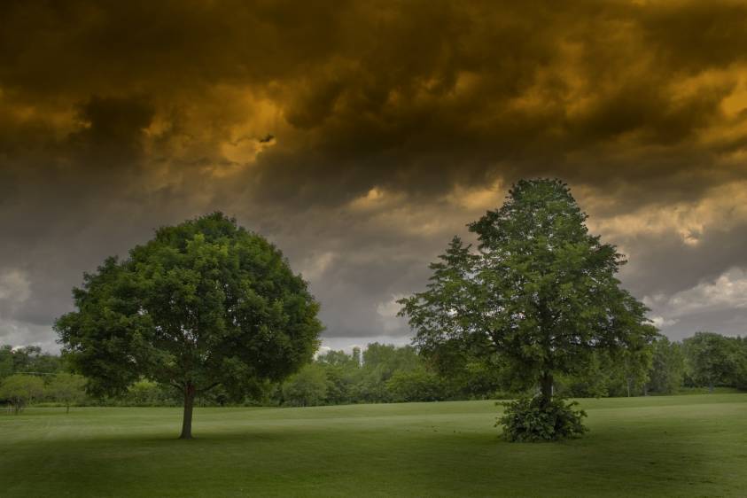 2 arbres séparés comme un couple sous l'orage